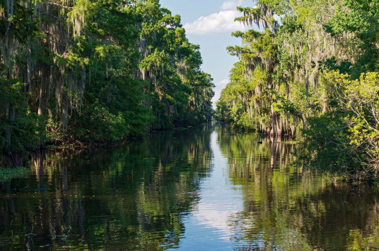 River running through lush forest