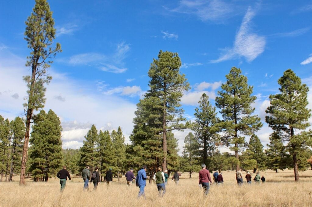 Field with trees and people walking