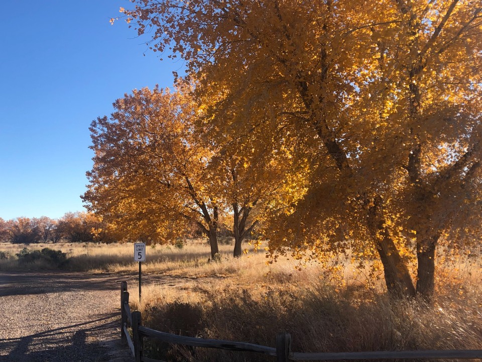 Autumn tree in rural area