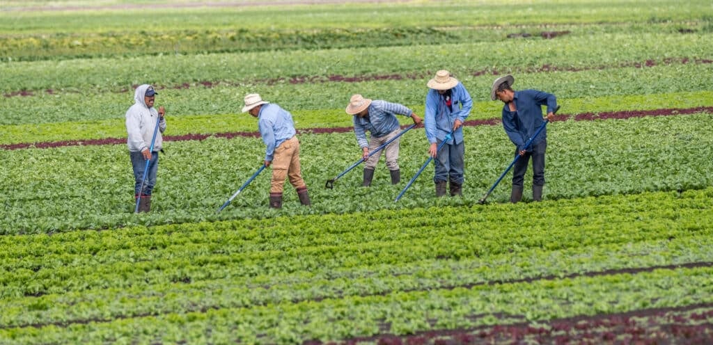 Farmworkers hoeing fields