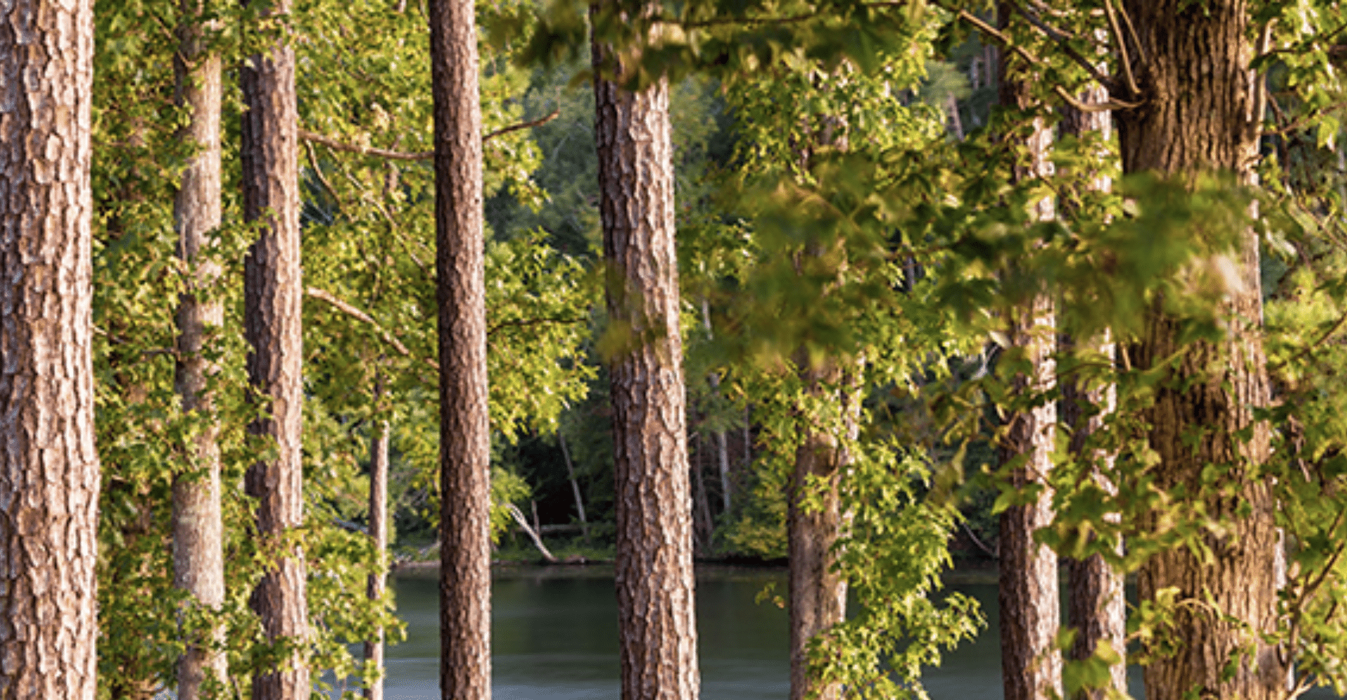 Woodland trees hit with sunlight by a lake