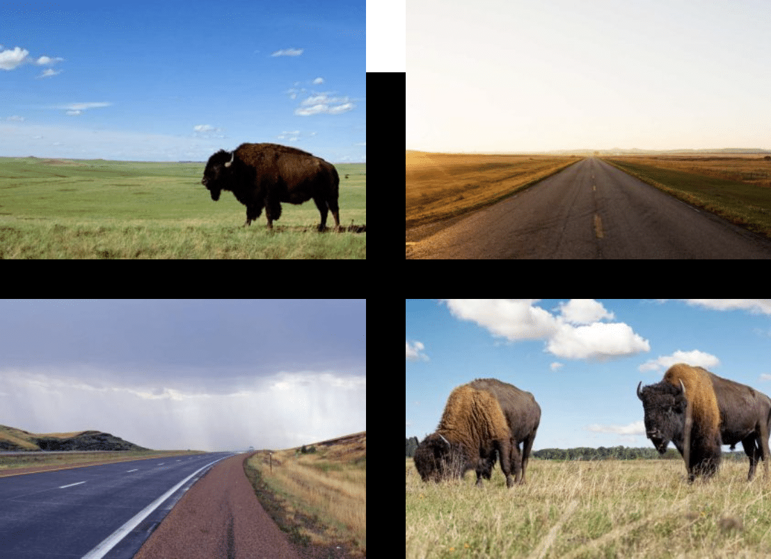 grid of buffalo and rural road images